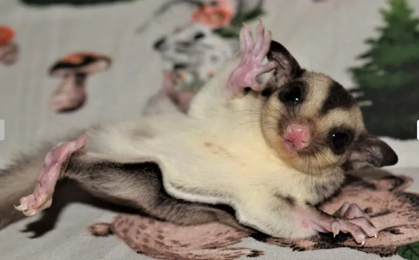 Lotopałanki, lotopałanka , sugar glider

700 zł