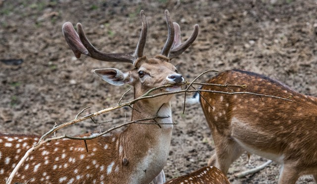 Ogrody zoologiczny i botaniczny będą czynne przez cały rok.