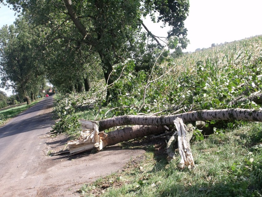 Połamane drzewa i zerwane dachy to efekt wichury, która...