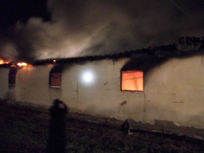 Pożar kurnika w Chynowej. Spłonęło 20 tysięcy piskląt