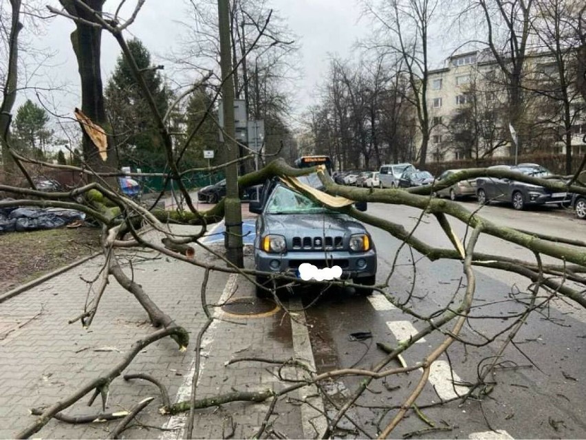 Kraków. Drzewo spadło na zaparkowane samochody, ul. Senatorska była zablokowana
