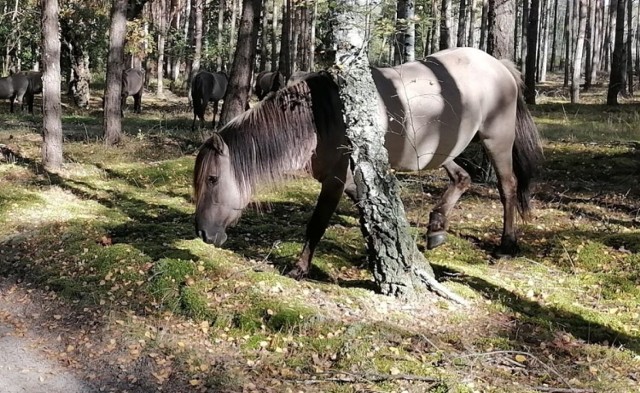 Kilkanaście koni pasło się w lesie koło Dychowa. Skąd tam się wzięły?