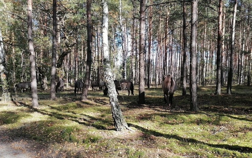 Kilkanaście koni pasło się w lesie koło Dychowa. Skąd tam...