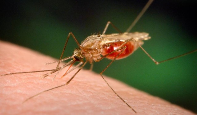 Komary w okresie letnim szczególnie  dają się we znaki