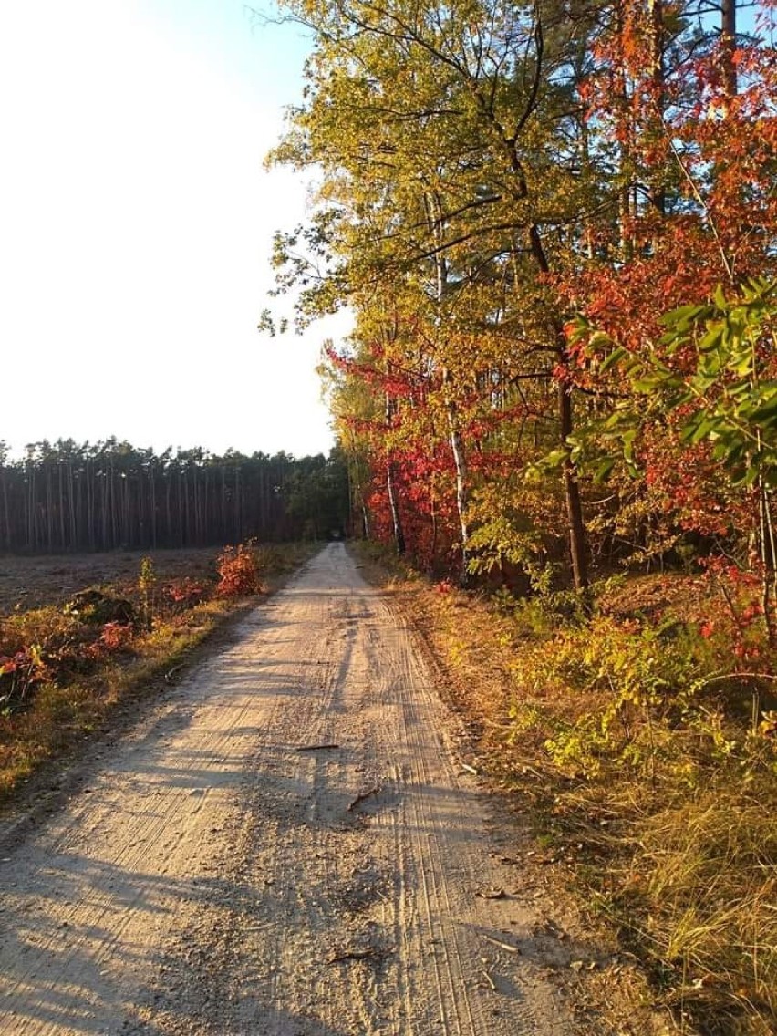 Babie lato, Indian Summer, polska złota jesień na fotografiach naszych Czytelników [ZDJĘCIA]