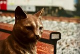 Kot Ryś doczekał się figurki na stacji Pomorskiej Kolei Metropolitalnej w Gdańsku