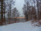 Lasy jurajskie toną w śniegu [Zdjęcia]
