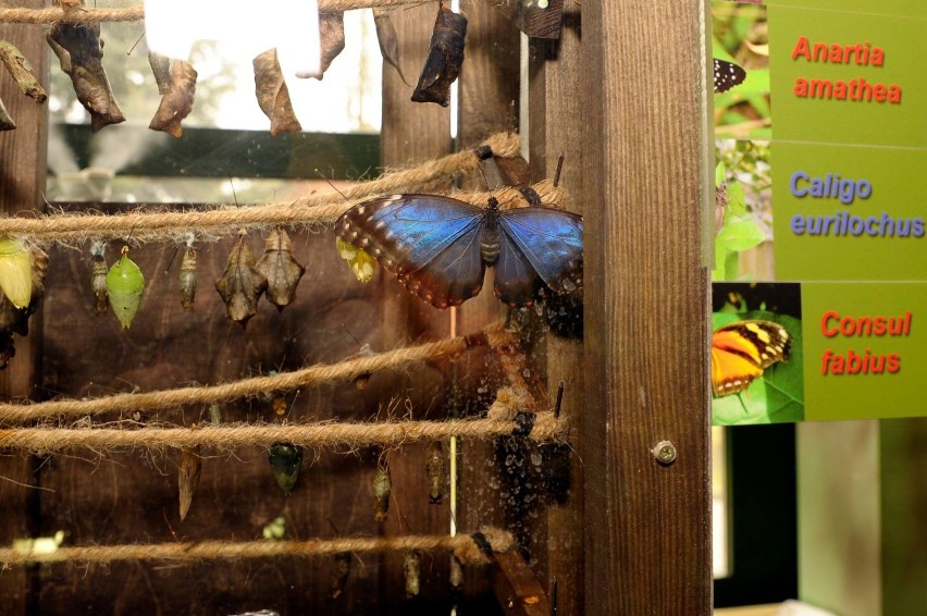 Piękne motyle z Ameryki Południowej trafiły do warszawskiego...