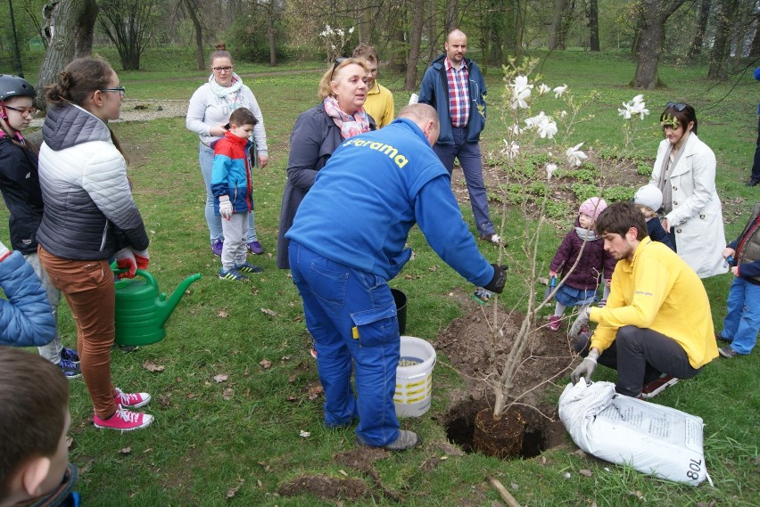 Magnolie posadzono w kaliskim parku miejskim