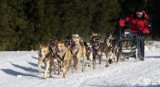 Jelenia Góra/Szklarska Poręba: Zrób pocztówkę z wyścigów psów