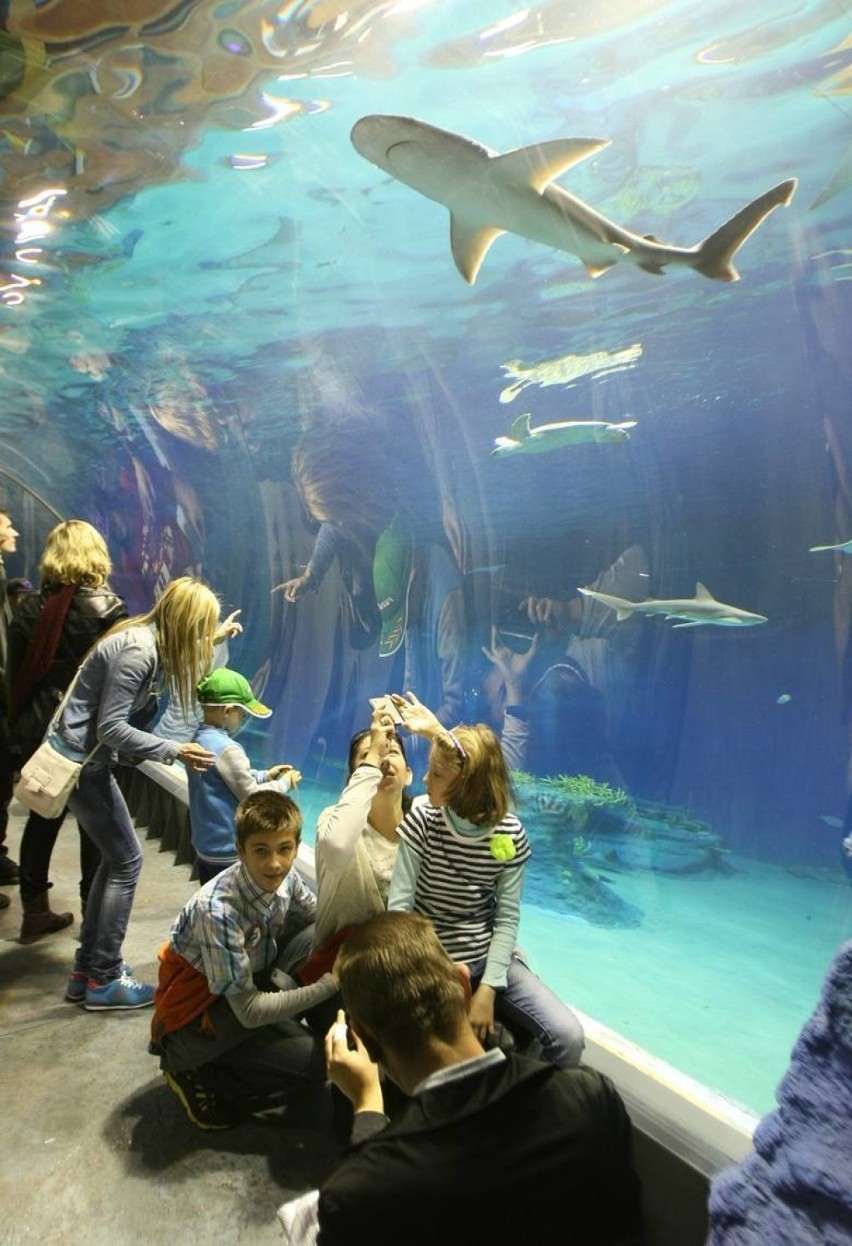 Na Górnym Śląsku powstanie Oceanarium! Pod uwagę brane są lokalizacje: Zabrze, Chorzów i Ruda Śląska