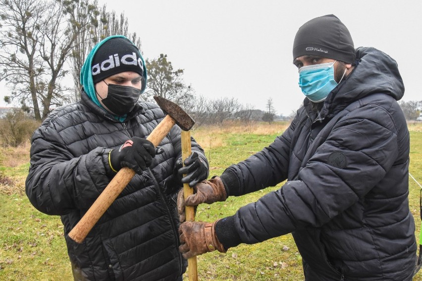 Szamotuły. Eko Patrol działa! Akcja palikowania młodych drzewek zakończyła się sukcesem!