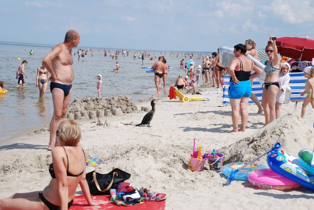 Kormorany suszą skrzydła na plaży. Teraz jednak nad samym morzem wypoczywa sporo turystów