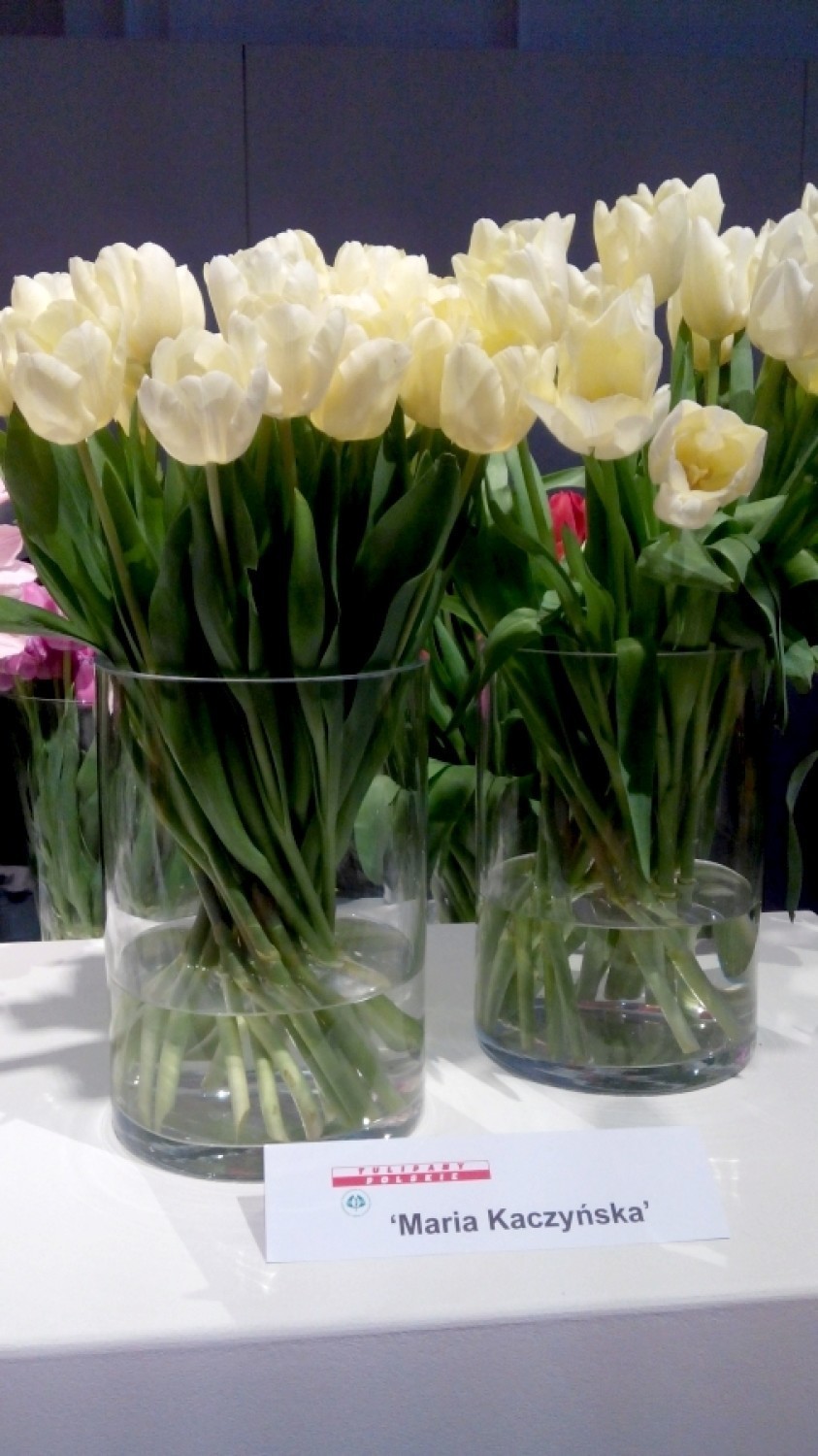 Wystawa tulipanów w Wilanowie. Tłumy przyszły oglądać kwiaty...