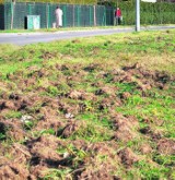 Leszno - Chcą przegonić dziki z osiedlowych ulic