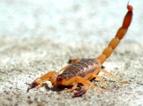 Skorpion znaleziony w Starachowicach