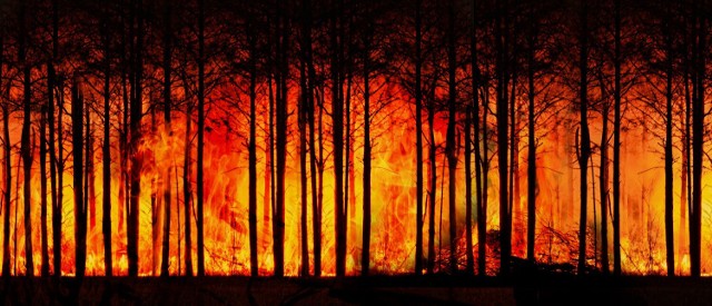 Nadleśnictwo przypomina, że mimo wczorajszych opadów deszczu, w lasach nadal utrzymuje się zagrożenie pożarowe.