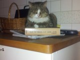 Co najchętnej czytają koty?...