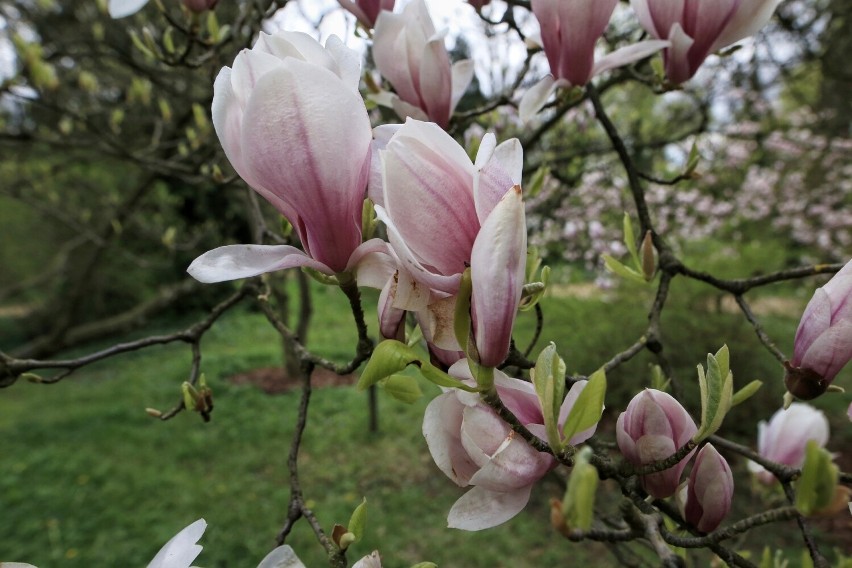 Magnolie w Arboretum w Kórniku już kwitną.