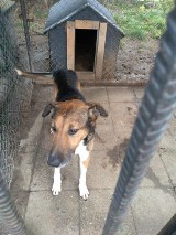 Pomóżmy znaleźć dom psiakom z przytuliska dla zwierząt w Dobrzycy