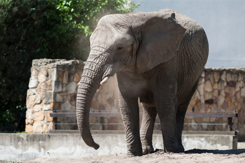 Słonie z warszawskiego zoo dostaną medyczną marihuanę. Ma ona pomóc w zmniejszaniu stresu 