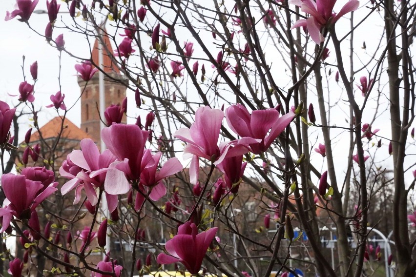 Kwitną magnolie w Legnicy, największe rosną na skwerze Orląt Lwowskich, zdjęcia