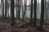 Wycieczka po lasach Nadleśnictwa Strzebielino