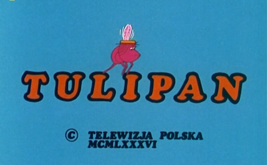 Prawdę mówiąc Gorzów w serialu "Tulipan" pojawił się tylko jako napis na ekranie. Za to losy głównego bohatera nawiązywały do głośnej historii Jerzego Kalibabki, przestępcy - uwodziciela. Może nie wiecie, że Kalibabka parę lat mieszkał w Gorzowie?