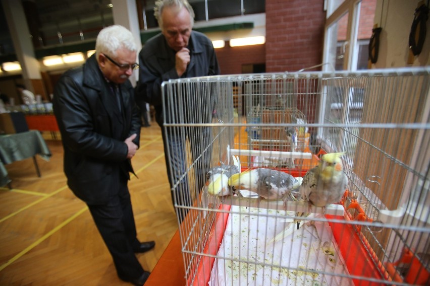 Wystawa kanarków Sosnowiec: około czterystu ptaków w "Korczaku" [ZDJĘCIA]