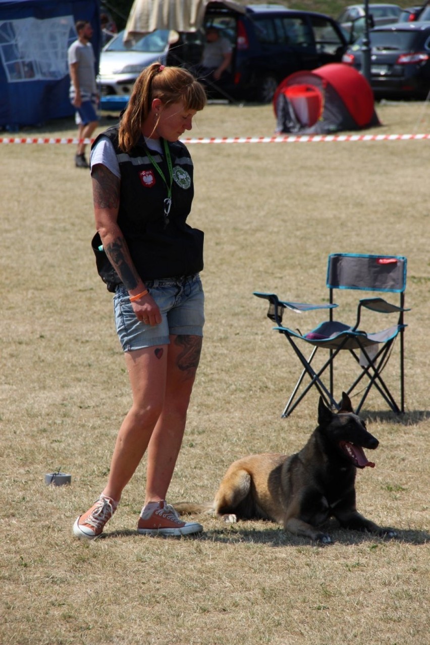 "Flyball - wyścigi psich sztafet Tczew 2018" za nami. Dla kogo laury? [ZDJĘCIA]