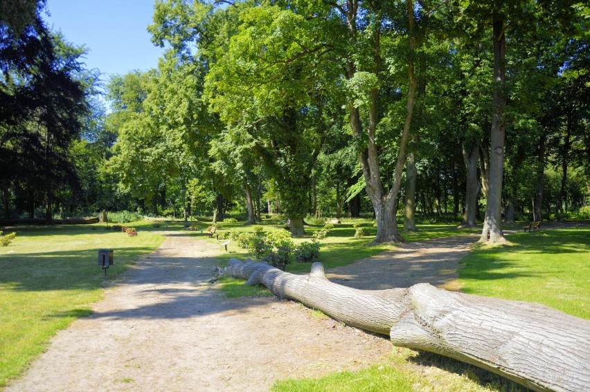 Park Dendrofarma przy pałacu w Dalkowie. Warto zobaczyć to...