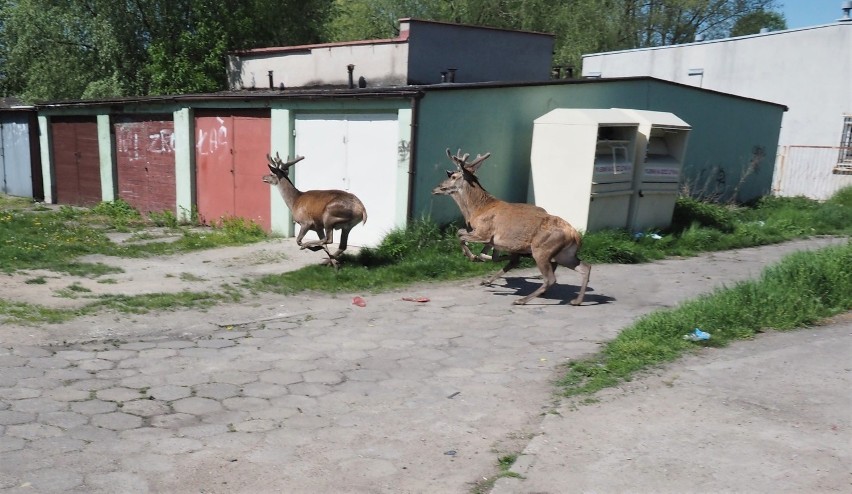 Trzy jelenie byczki zawędrowały na jedno z osiedli w Dąbiu