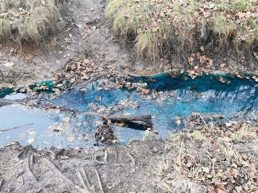 Zanieczyszczony kanał wodny w Borku Fałęckim