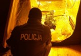 Policjanci zlikwidowali plantację marihuany w gminie Osiek