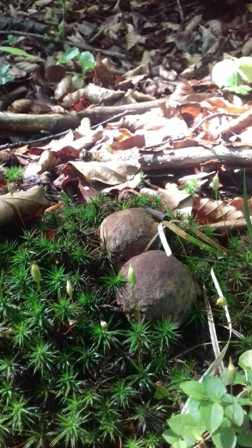 Pierwsze w 2021 roku grzyby pojawiły się w lasach wokół...