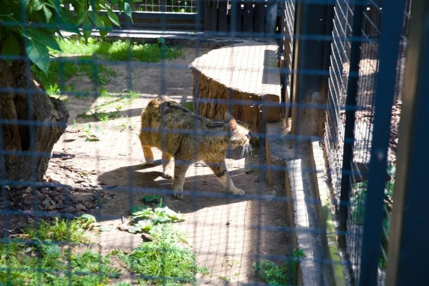 Schronisko dla zwierząt w Białymstoku. Czy można teraz adoptować psa? 