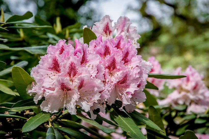 Arboretum w Wojsławicach będzie otwarte! To najbardziej pachnące mejsce na Dolnym Śląsku?(ZDJĘCIA)