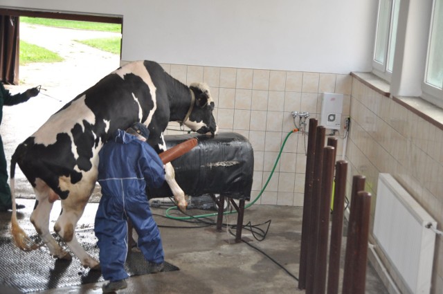 Buhajarnia - tak mieszkańcy nazywali siedzibę Stacji Hodowli i Unasienniania Zwierząt przy ulicy Szczecińskiej, nazwa pochodziła od tego, że trzymano tu byki rozpłodowe, pobierano od nich nasienie i tu przechowywano