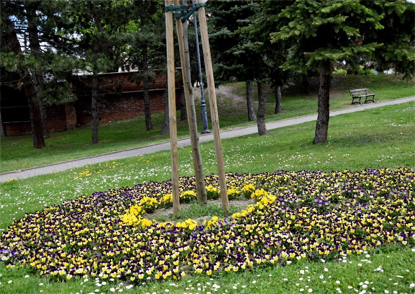 Jarosław kwitnie na wiosnę. Nie tylko w parku miejskim, ale także w innych miejscach miasta zrobiło się zielono i kolorowo [ZDJĘCIA]