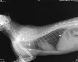 Gdynia: Ktoś nadal strzela z wiatrówki do kotów. Kot z czterema ranami trafił do lecznicy