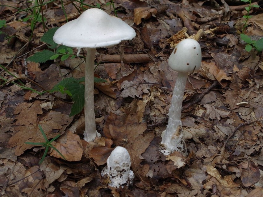 Muchomor jadowity (Amanita virosa) to „kuzyn” muchomora...