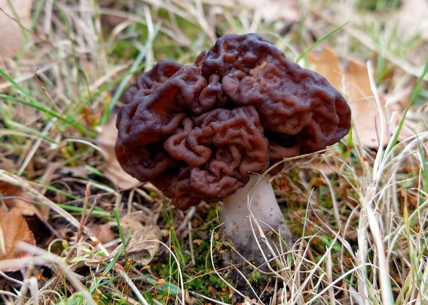 Piestrzenica kasztanowata (Gyromitra esculenta) to grzyb o...