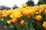 Gdańsk w tulipanach. Miasto rozda dzisiaj 25 tys.cebulek kwiatów 