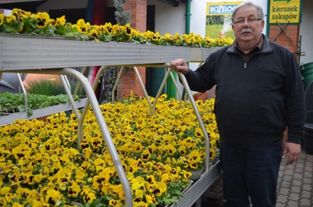Ryszard Cisek z Dom Ogród Cisek w Jaczowie funduje na akcję w Głogowie tysiąc sadzonek żółtych bratków