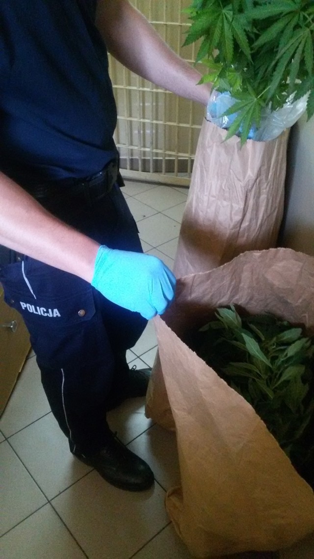 Uprawa marihuany w gminie Biała Rawska została wykryta przez policjantów z wydziału do walki z przestępczością narkotykową Komendy Wojewódzkiej Policji w Łodzi. Zatrzymano 25-letniego mieszkańca gminy.