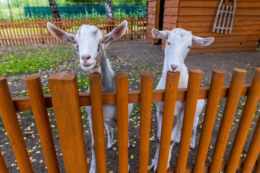 Labirynt w słomie, piramidy, mini zoo, ścieżka sensoryczna,...