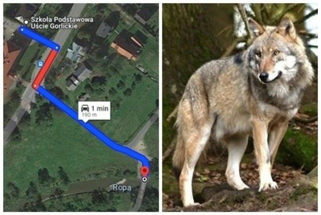 Wilk z Uścia Gorlickiego polował 190 metrów od szkoły