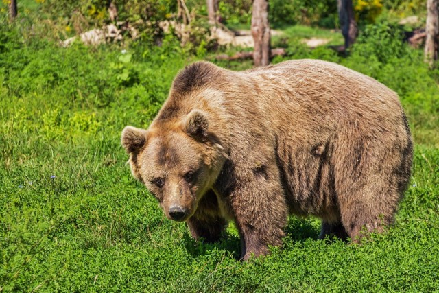 Niedźwiedź widziany był w kilku miejscach na terenie gminy Bukowsko.
