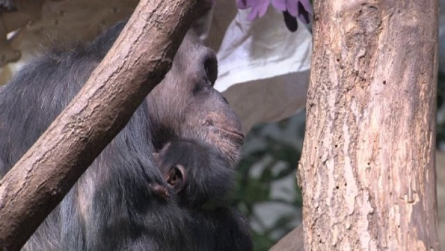 Można już oglądać w zoo małego szympansa Frodo [wideo]