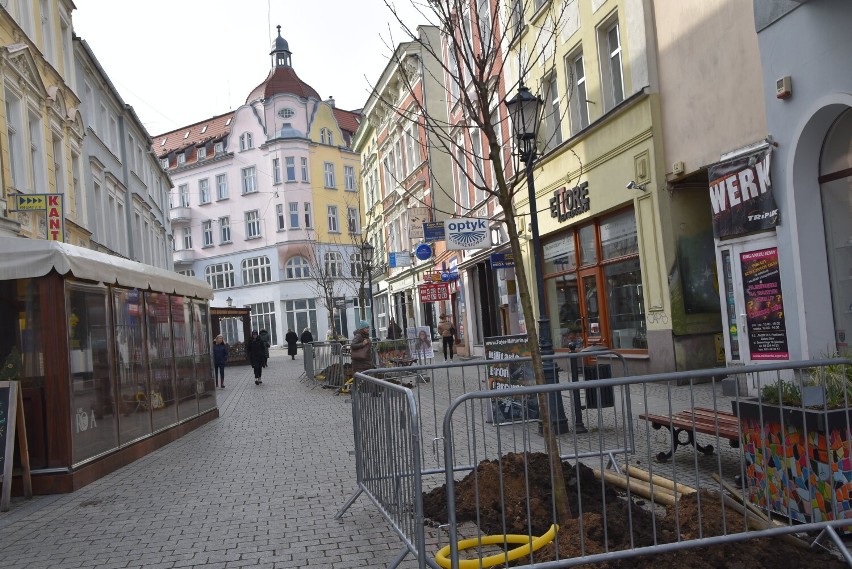 W czwartek, 23 lutego kolejne drzewka na deptaku w Zielonej...